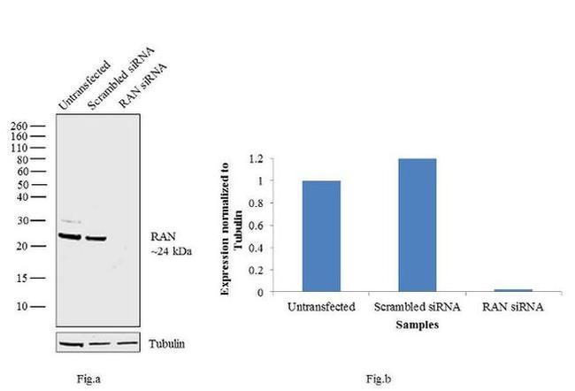 RAN Antibody in Western Blot (WB)