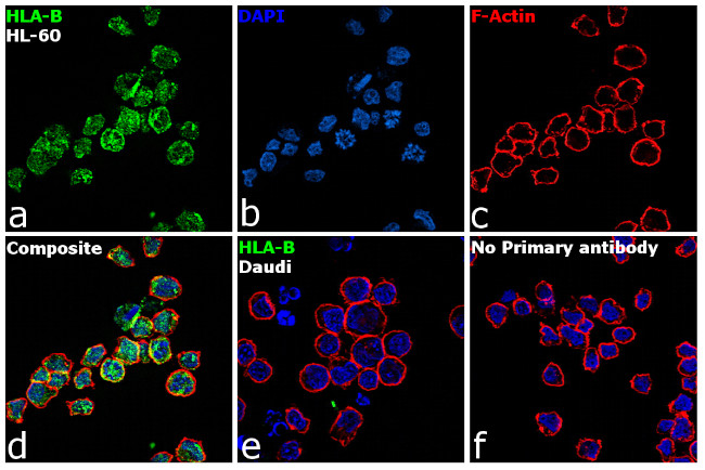 HLA-B Antibody in Immunocytochemistry (ICC/IF)