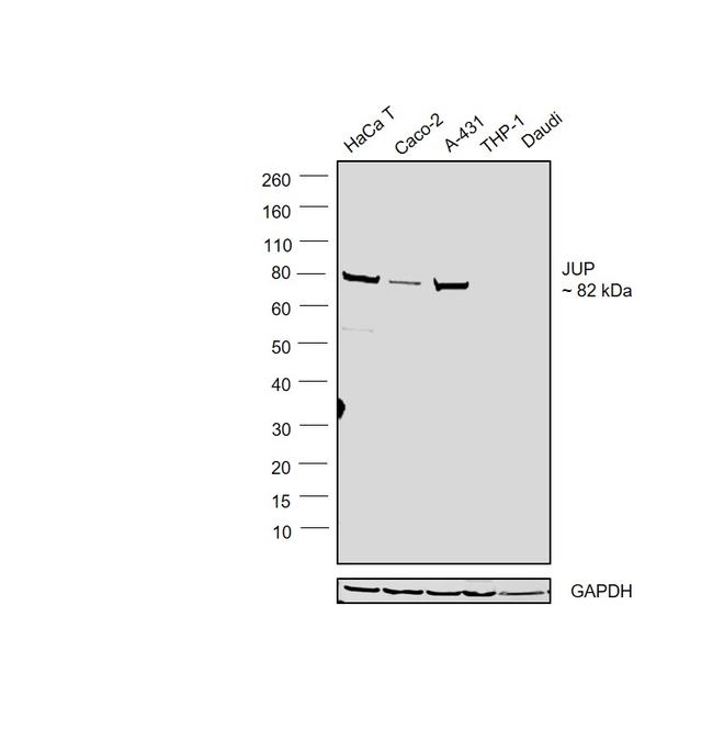 gamma Catenin Antibody in Western Blot (WB)