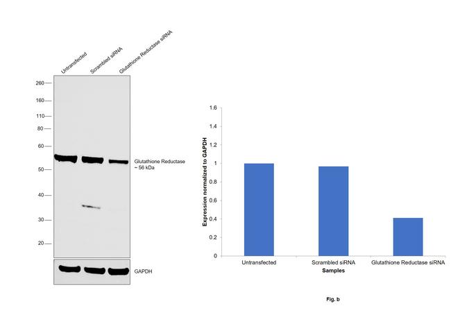 GSR Antibody in Western Blot (WB)