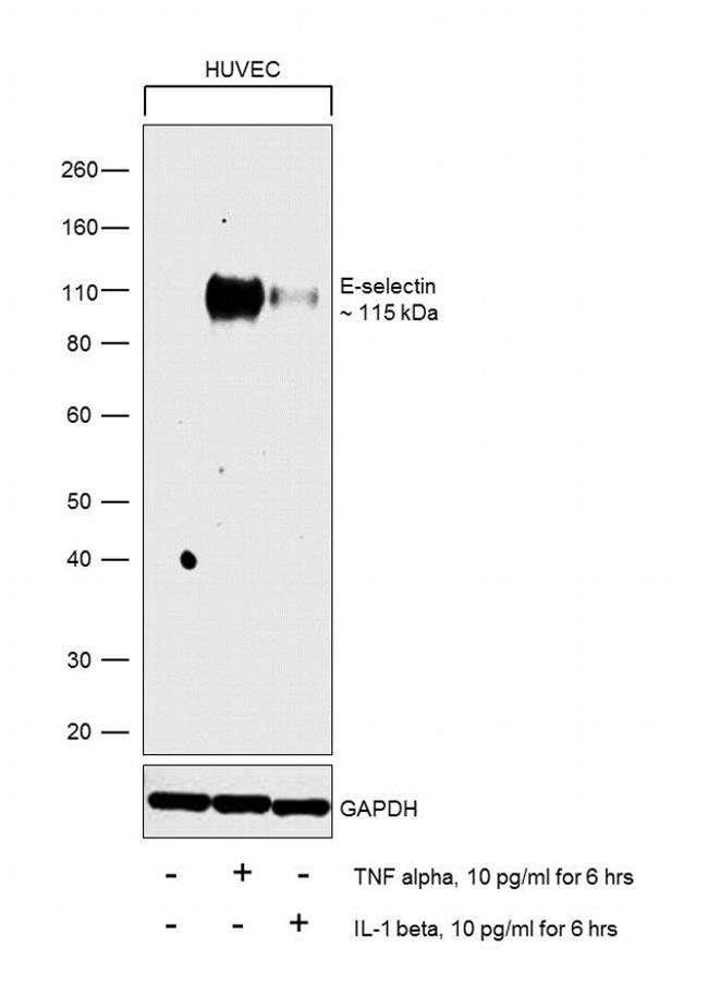 E-selectin Antibody