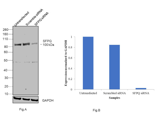 SFPQ Antibody