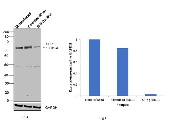 SFPQ Antibody in Western Blot (WB)