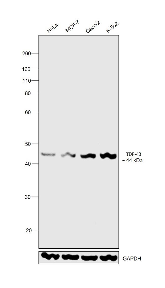 TDP-43 Antibody in Western Blot (WB)