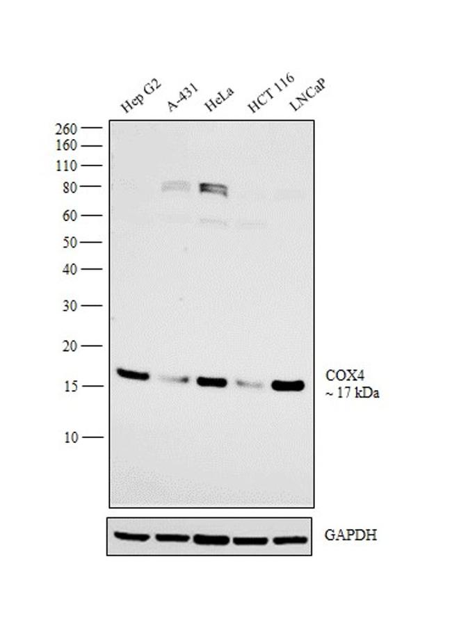 COX4 Antibody in Western Blot (WB)