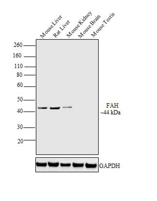 FAH Antibody in Western Blot (WB)