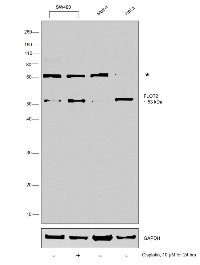 Flotillin 2 Antibody in Western Blot (WB)