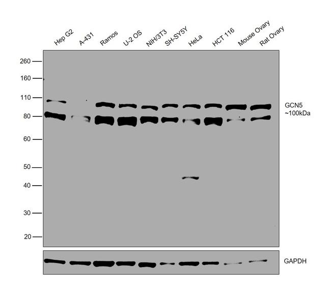 GCN5 Antibody in Western Blot (WB)