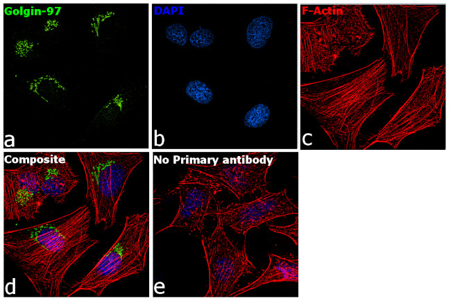 Golgin-97 Antibody in Immunocytochemistry (ICC/IF)