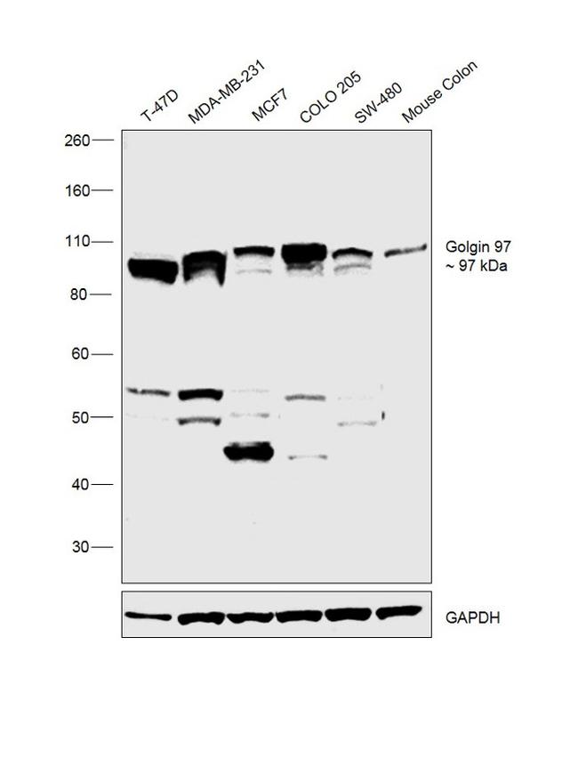 Golgin-97 Antibody in Western Blot (WB)