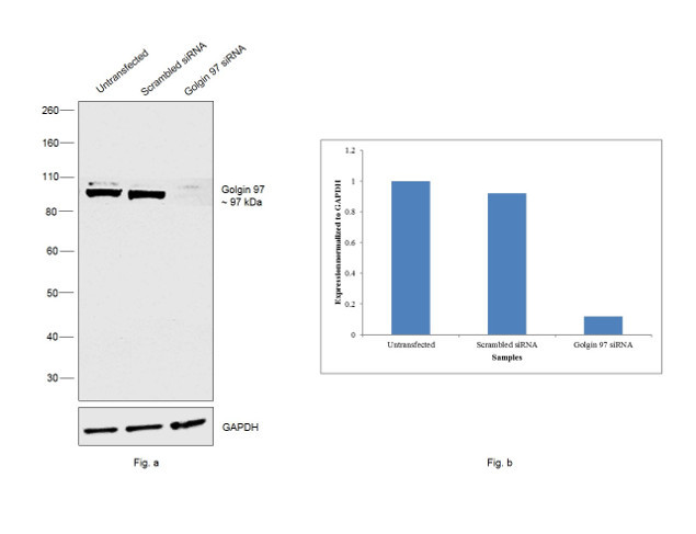 Golgin-97 Antibody