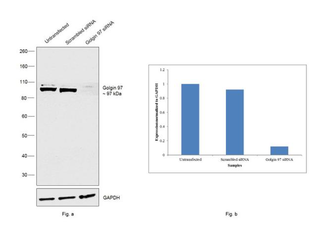 Golgin-97 Antibody in Western Blot (WB)