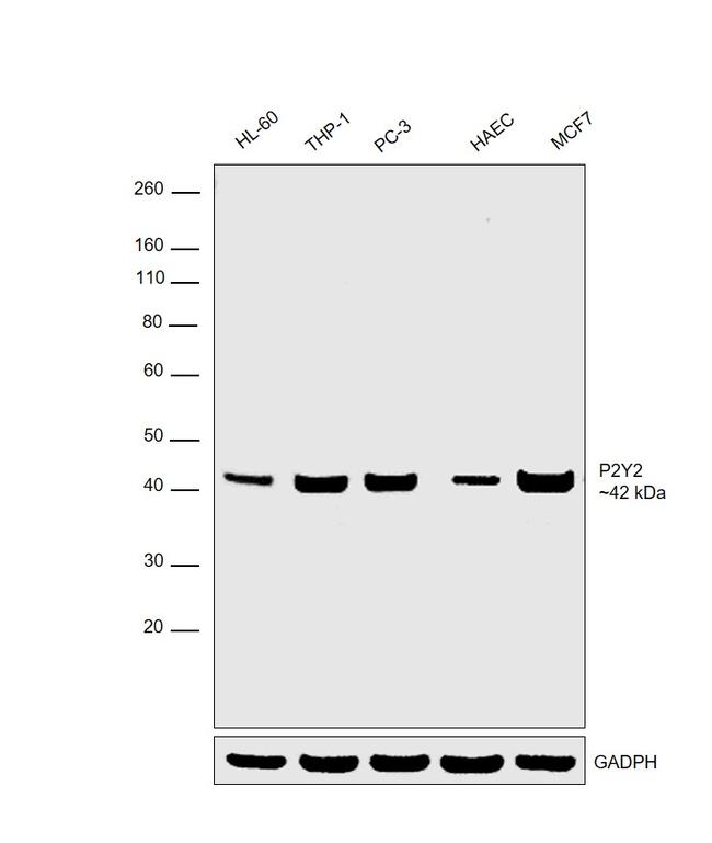 P2Y2 Antibody in Western Blot (WB)