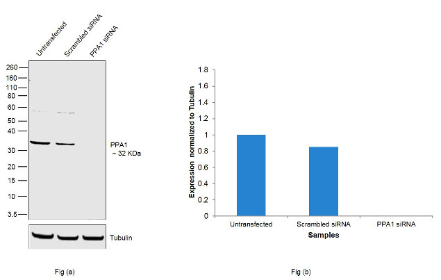 PPA1 Antibody