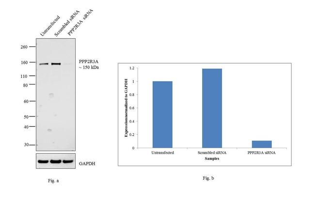 PPP2R3A Antibody in Western Blot (WB)