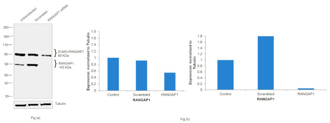 RANGAP1 Antibody