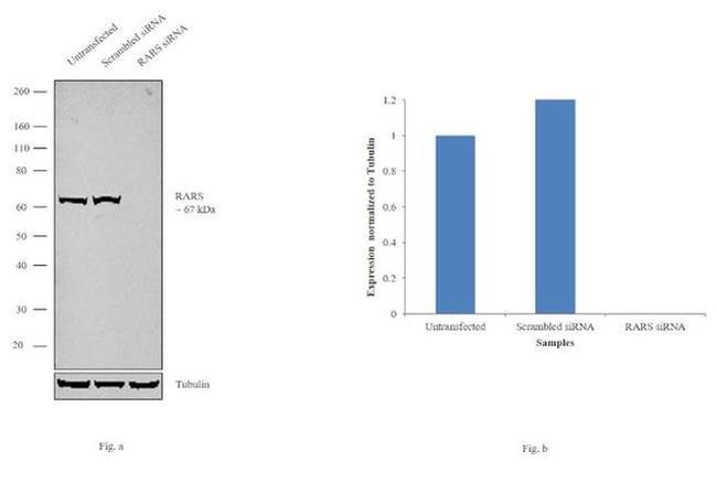 RARS Antibody in Western Blot (WB)