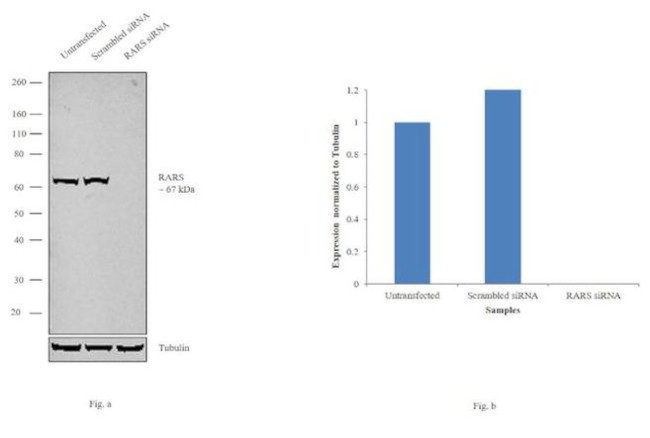 RARS Antibody