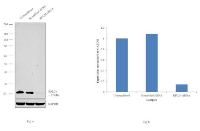 RPL24 Antibody