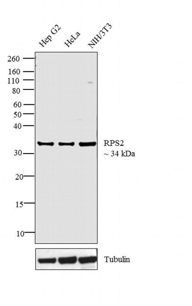 RPS2 Antibody in Western Blot (WB)