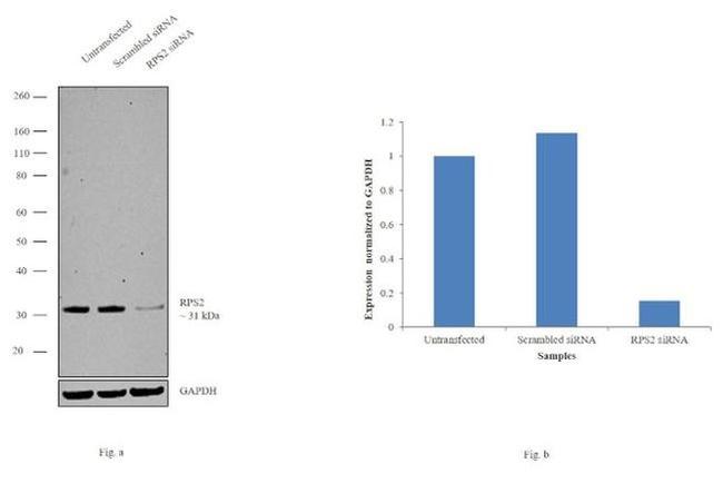 RPS2 Antibody in Western Blot (WB)