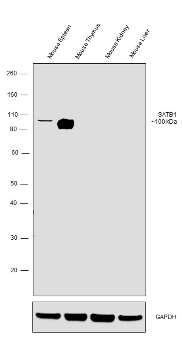 SATB1 Antibody