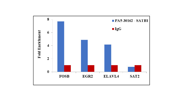 SATB1 Antibody in ChIP Assay (ChIP)