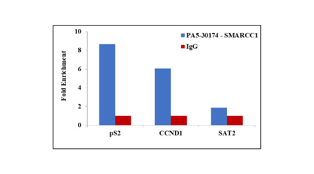 SMARCC1 Antibody in ChIP Assay (ChIP)