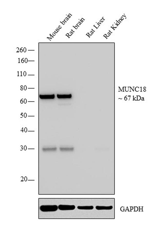 MUNC18 Antibody in Western Blot (WB)
