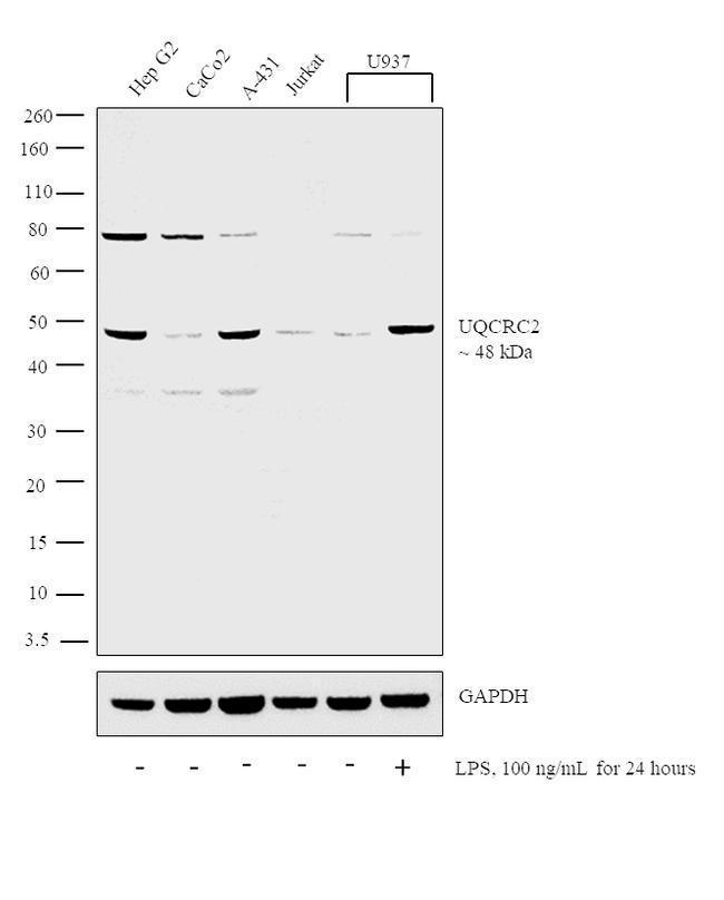 UQCRC2 Antibody