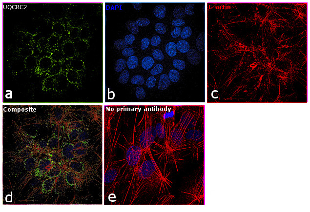 UQCRC2 Antibody in Immunocytochemistry (ICC/IF)