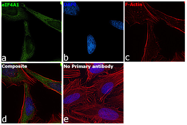 eIF4A1 Antibody in Immunocytochemistry (ICC/IF)