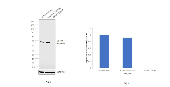 eIF4A1 Antibody