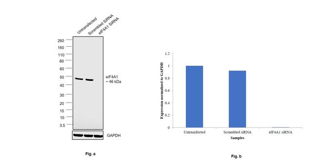 eIF4A1 Antibody in Western Blot (WB)