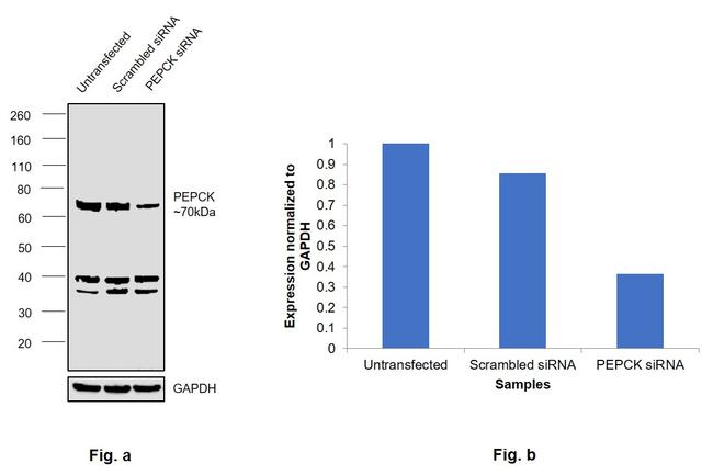 PCK2 Antibody in Western Blot (WB)