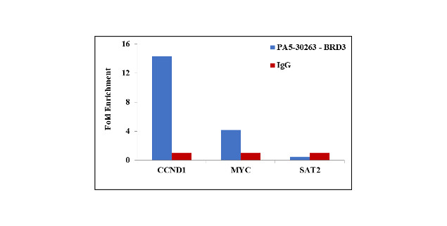 BRD3 Antibody in ChIP Assay (ChIP)