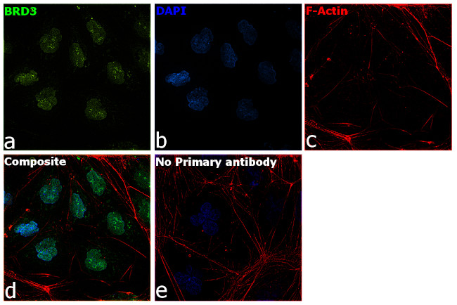 BRD3 Antibody in Immunocytochemistry (ICC/IF)