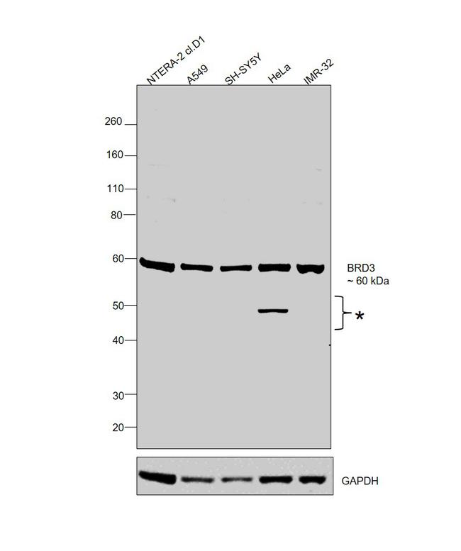 BRD3 Antibody in Western Blot (WB)