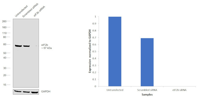 EIF2B4 Antibody