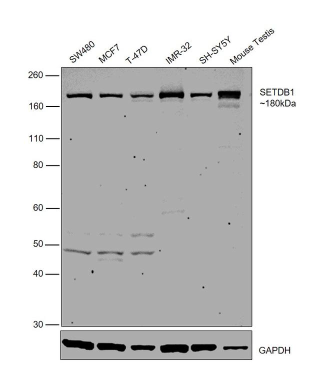 SETDB1 Antibody in Western Blot (WB)