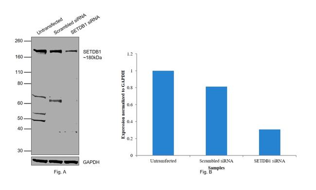 SETDB1 Antibody in Western Blot (WB)