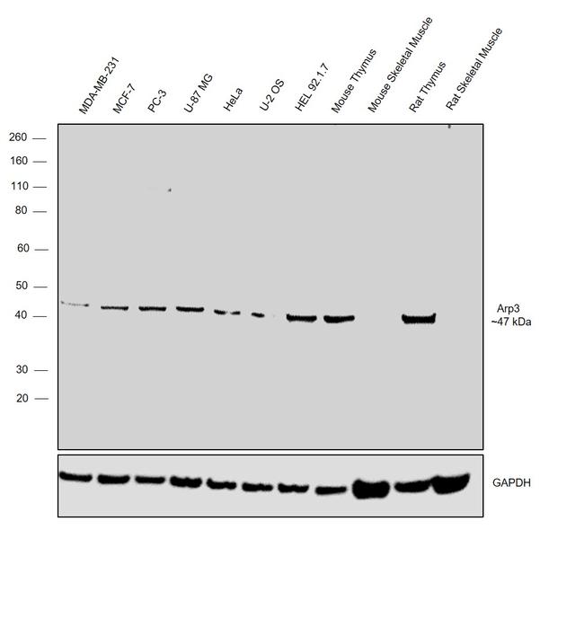 Arp3 Antibody in Western Blot (WB)