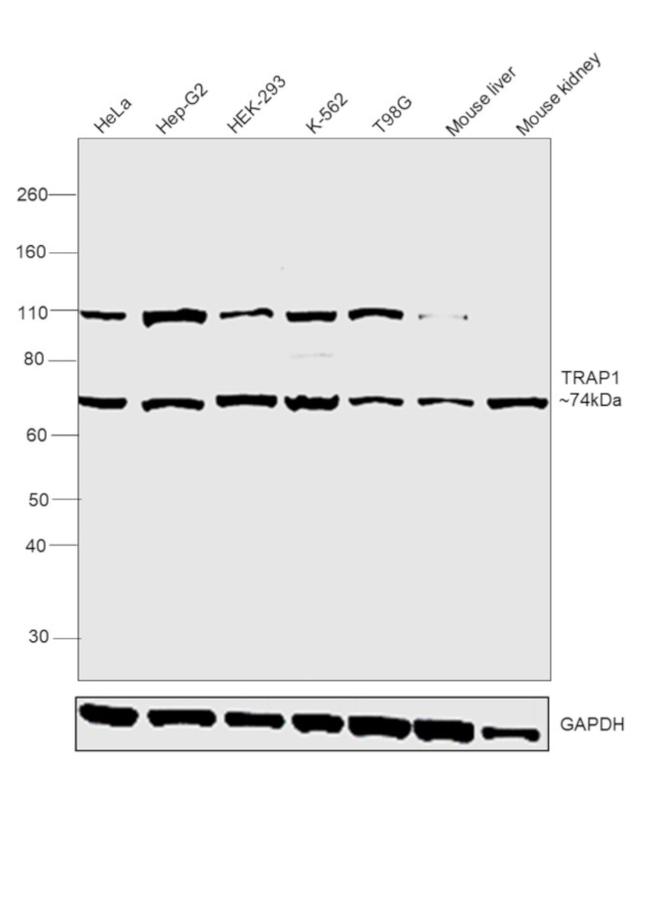 TRAP1 Antibody in Western Blot (WB)