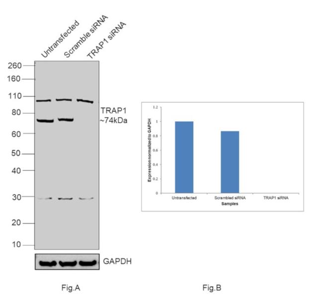 TRAP1 Antibody in Western Blot (WB)