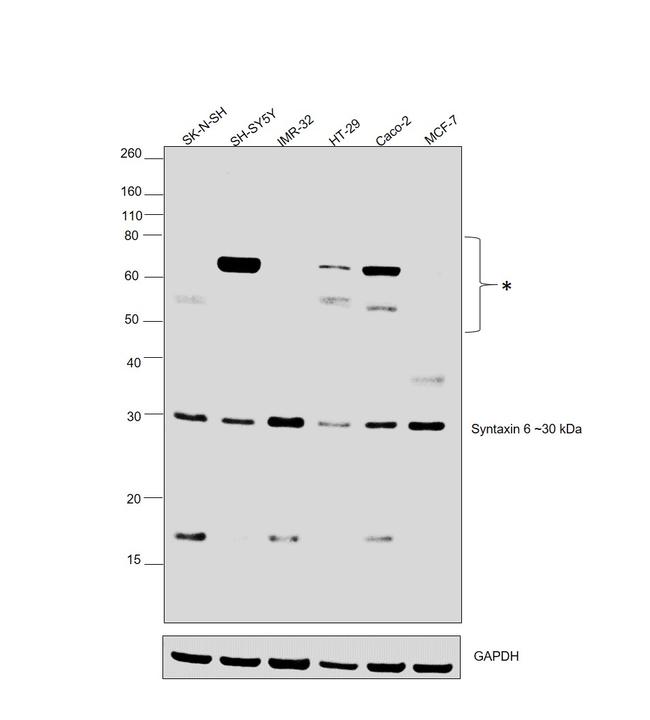 Syntaxin 6 Antibody in Western Blot (WB)