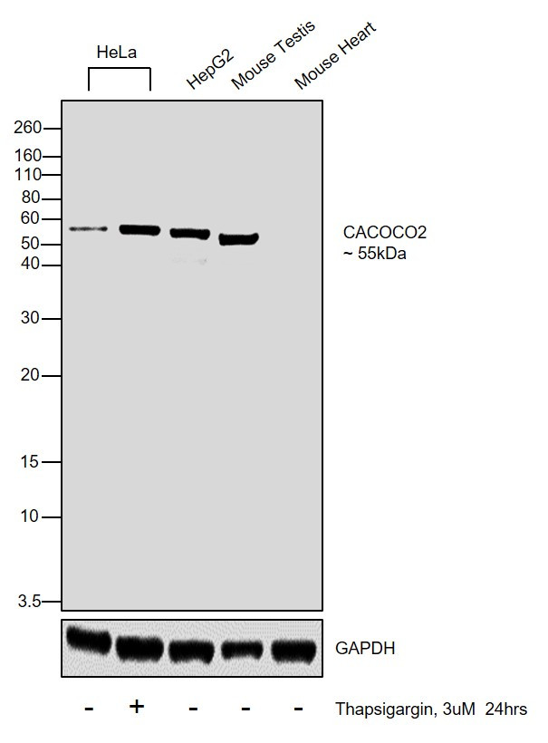 CALCOCO2 Antibody