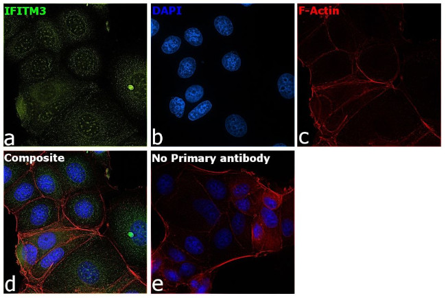 IFITM3 Antibody in Immunocytochemistry (ICC/IF)