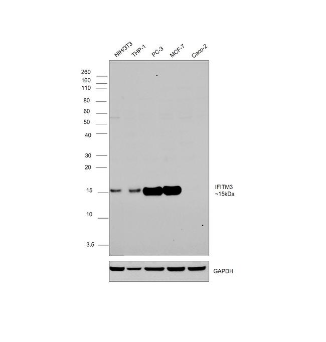 IFITM3 Antibody in Western Blot (WB)