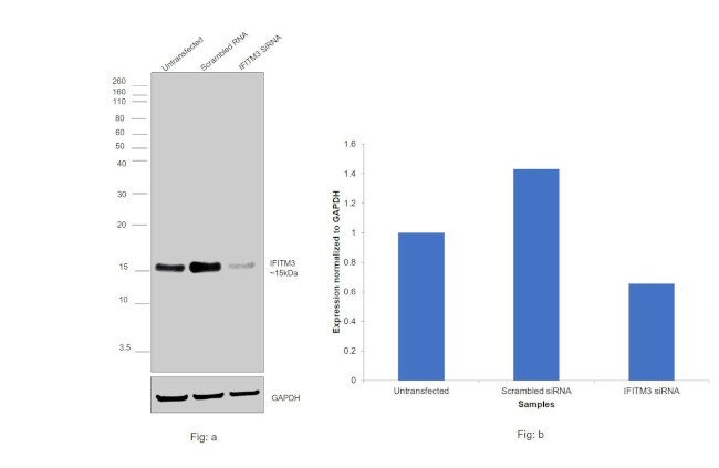 IFITM3 Antibody