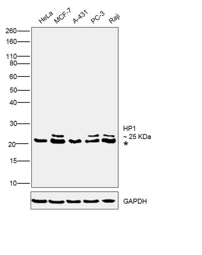 HP1 beta Antibody in Western Blot (WB)